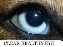 Clear, Healthy Dog Eye