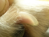 properly trimmed dog toe nail picture