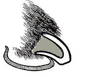 properly trimmed dog toe nail drawing