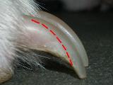 picture of a long dog toe nail