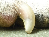 average dog toe nail