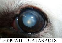 Dog Eye With Cataracts
