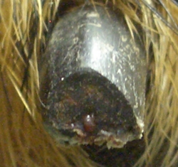 The fleshy protrusion in the center of the nail is the end of the quick