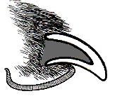 drawing of the average dog toe nail