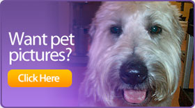 Want pet pictures?