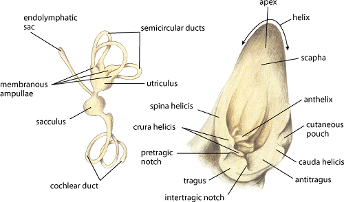 How to Clean Dog Ears