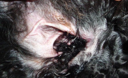 black stinky stuff in dog's ears