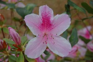 is azalea toxic to dogs