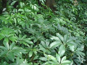 schefflera poisonous to dogs