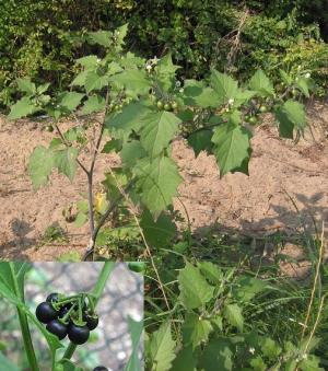 is deadly nightshade poisonous to dogs