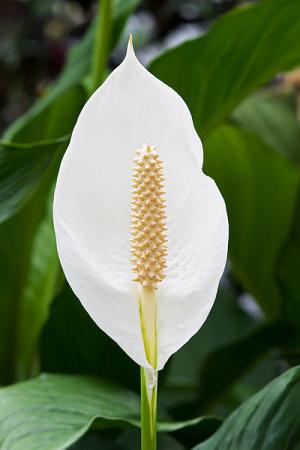 lily peace poisonous plant pets plants toxic spathiphyllum lilies lilly cats scientific houseplants leaves flower houseplant