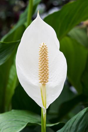 are peace lily plants toxic to cats