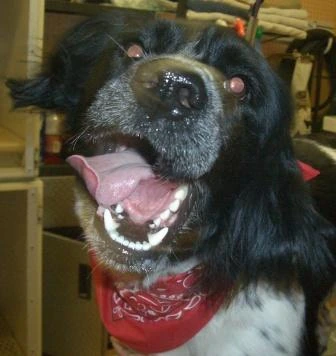 Reference photograph of Walker, a black-and-white dog wearing a red bandana, photographed from a slightly angled close view.