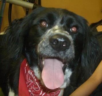 Reference photograph of Walker, a black-and-white dog wearing a red bandana, facing the camera.