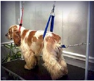 LIPSystem grooming restraint setup showing multi-point positioning hardware on a grooming table.