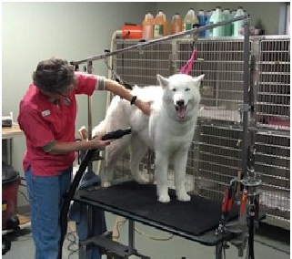 Flexi-Restraint System showing a groomer leaning around an overhead bar while working on a dog.