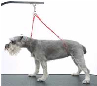 Grooming harness attached to a grooming arm with one loop around the neck and one supporting the rear body.