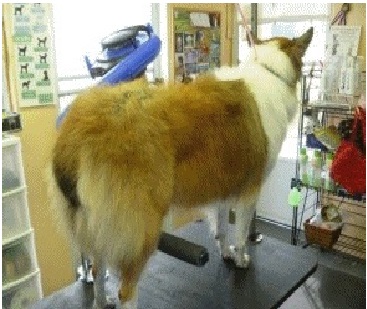 Second view of The Pet Sitter no-sit grooming device showing the support hardware used near a grooming table.