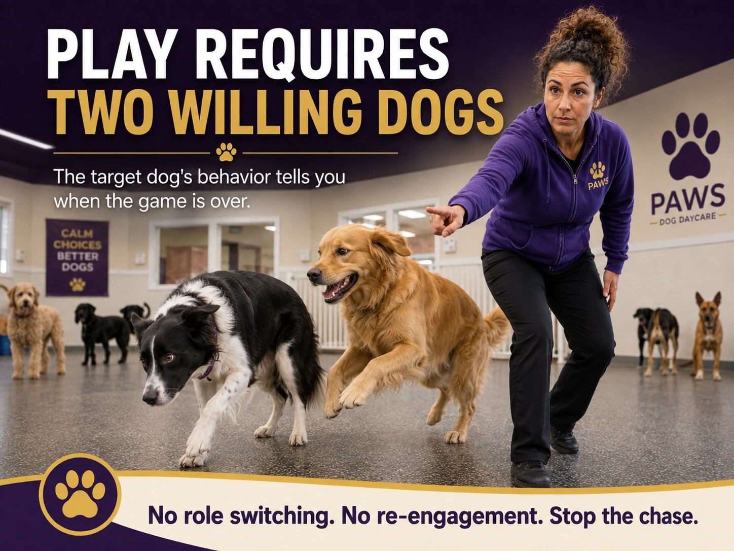 Dog daycare staff member steps in to stop one dog from chasing another when the target dog no longer wants to play.