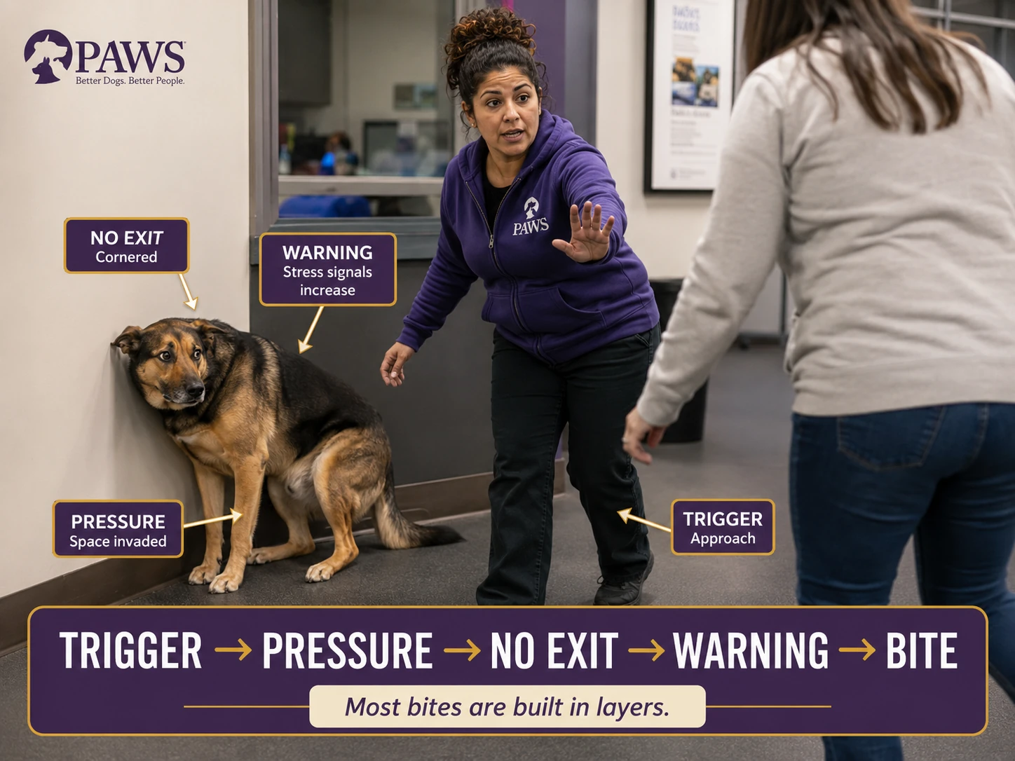PAWS staff member stops a person from approaching a cornered, frightened dog as labels show the bite setup stack: trigger, pressure, no exit, warning, and bite.