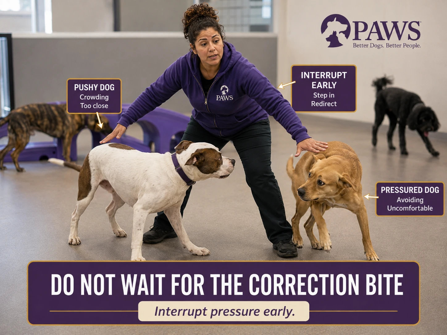 PAWS daycare staff member steps between a pushy dog and an uncomfortable dog to interrupt crowding before a correction bite occurs.