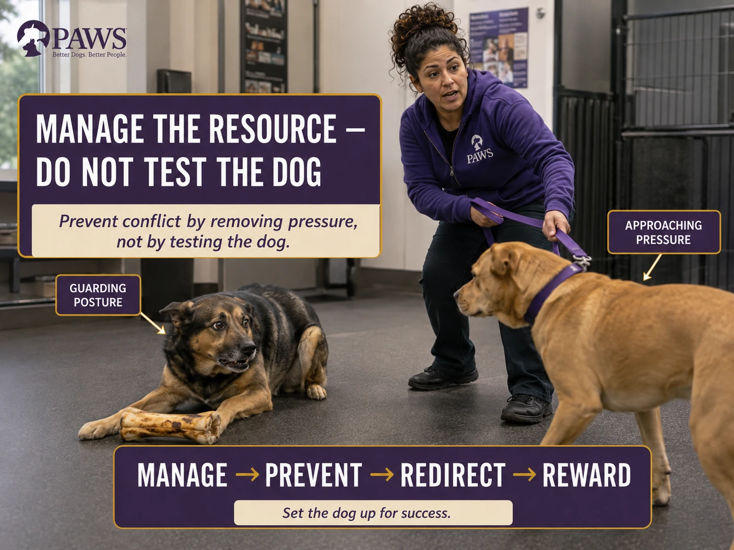 PAWS staff member leads an approaching dog away from another dog that is stiffly guarding a large chew on the floor.