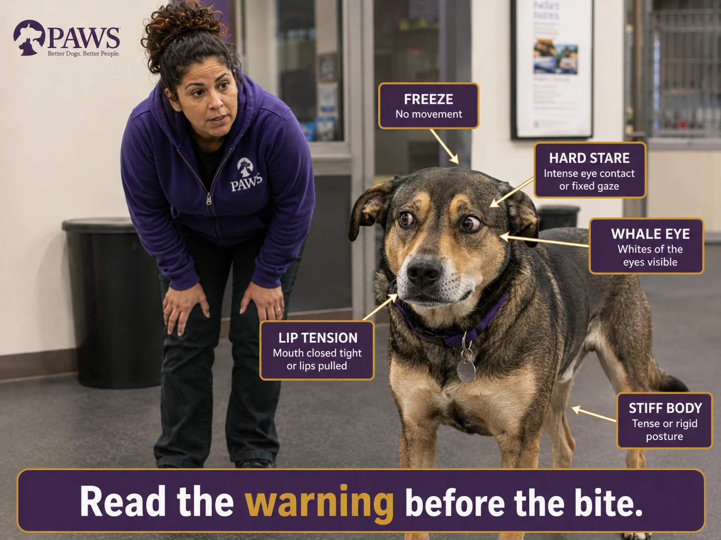Uncomfortable dog shows a freeze, hard stare, whale eye, lip tension, and stiff body while a PAWS staff member watches its warning signals.