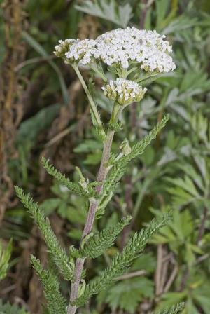 Is Milfoil Or Yarrow Toxic to Cats? 