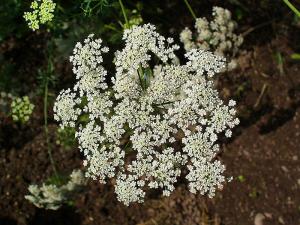 Poisonous Weed Like Queen Anne's Lace?