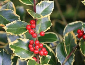 is holly harmful to dogs