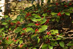 American Holly Poisonous Plant For Pets