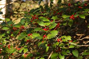 is holly harmful to dogs