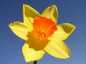 are daffodil plants poisonous to cats and dogs