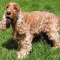 cocker spaniel Ears Hairy Floppy Dog Ears