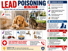 Lead paint chips, a fishing sinker, battery, and ammunition beside a pet-poison warning.