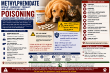 Dog near methylphenidate medications including Ritalin, Concerta, and Focalin with a pet-poison warning.