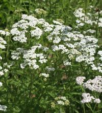 Dog Daisy, Achillea millefolium, a common Yarrow plant containing chemically variable volatile oils and contact-sensitizing sesquiterpene lactones