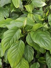 Chinese Evergreen with upright clusters of glossy dark green lance-shaped leaves, short cane-like stems, and a small green-white aroid flower consisting of a spadix enclosed by a pale spathe