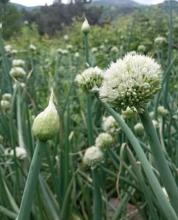 Common Onion plant with a rounded layered bulb covered by papery skin, hollow blue-green leaves, and a spherical cluster of small white flowers