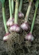 Garlic, Allium sativum, showing a white papery bulb divided into cloves, flat green leaves, and a curling hardneck flower stalk called a scape