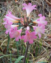True Amaryllis or Belladonna Lily (Amaryllis belladonna) with a large rounded brown bulb, winter-growing strap-shaped green leaves, and a tall leafless purplish-green flower stalk bearing a cluster of fragrant funnel-shaped pale pink flowers.