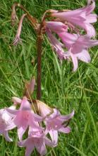 Cluster of pink trumpet-shaped Naked Lady flowers on tall leafless stalks emerging from the ground