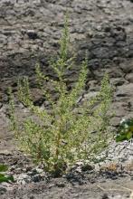 Ambrosia Mexicana or Jerusalem Oak Goosefoot (Dysphania botrys), an aromatic annual weed with upright branching stems covered in sticky glandular hairs, alternate deeply lobed oak-like green leaves, and numerous tiny green-yellow flowers arranged in elongated branched clusters.