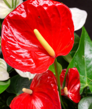 Laceleaf or flamingo flower (Anthurium andraeanum) with glossy heart-shaped green leaves, a waxy heart-shaped red spathe, and a pale upright spadix.