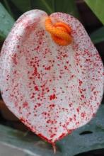 Painter’s Pallette (Anthurium scherzerianum) with narrow leathery green leaves, a broad scarlet spathe, and a distinctive curled orange-red pigtail spadix.