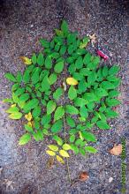 Aralia spinosa