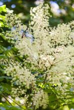 Angelica Tree or Devil’s Walkingstick (Aralia spinosa), a tall suckering native shrub or small tree with sparsely branched prickly trunks, huge double- or triple-compound leaves clustered near the top, large airy sprays of small cream-white flowers, and rounded clusters of purple-black fruit.
