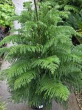 Young Norfolk Island pine with a symmetrical triangular form and evenly spaced tiers of soft green branchlets