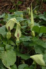 Arum maculatum with arrow-shaped green leaves and a pale green hooded spathe surrounding a dark purple spadix