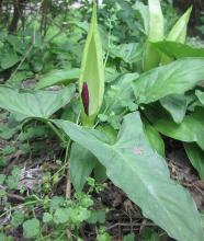 Wake Robin (Arum maculatum L.) shown for identification in the PAWS pet plant safety guide.